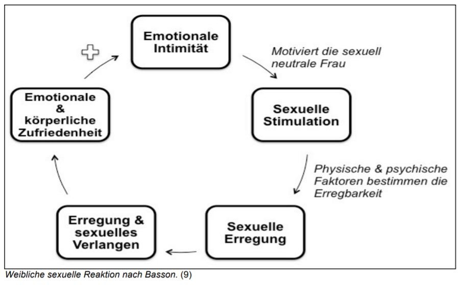 Diagramm: Weibliche sexuelle Reaktion nach Rosemary Basson